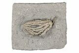 Fossil Crinoid (Abrotocrinus) - Crawfordsville, Indiana #215804-1